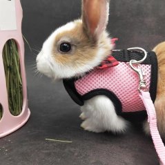 Postroj s vodítkem pro králíka, vel. L, 2 ks - Použité, Nekompletní