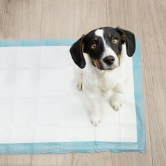 Jednorazová hygienická podložky pre psov 60 x 40 cm - 100 ks